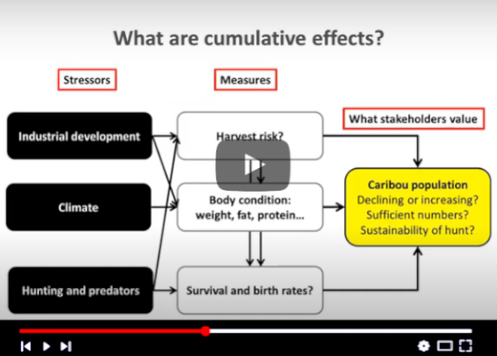 Caribou Cumulative Effects Overview